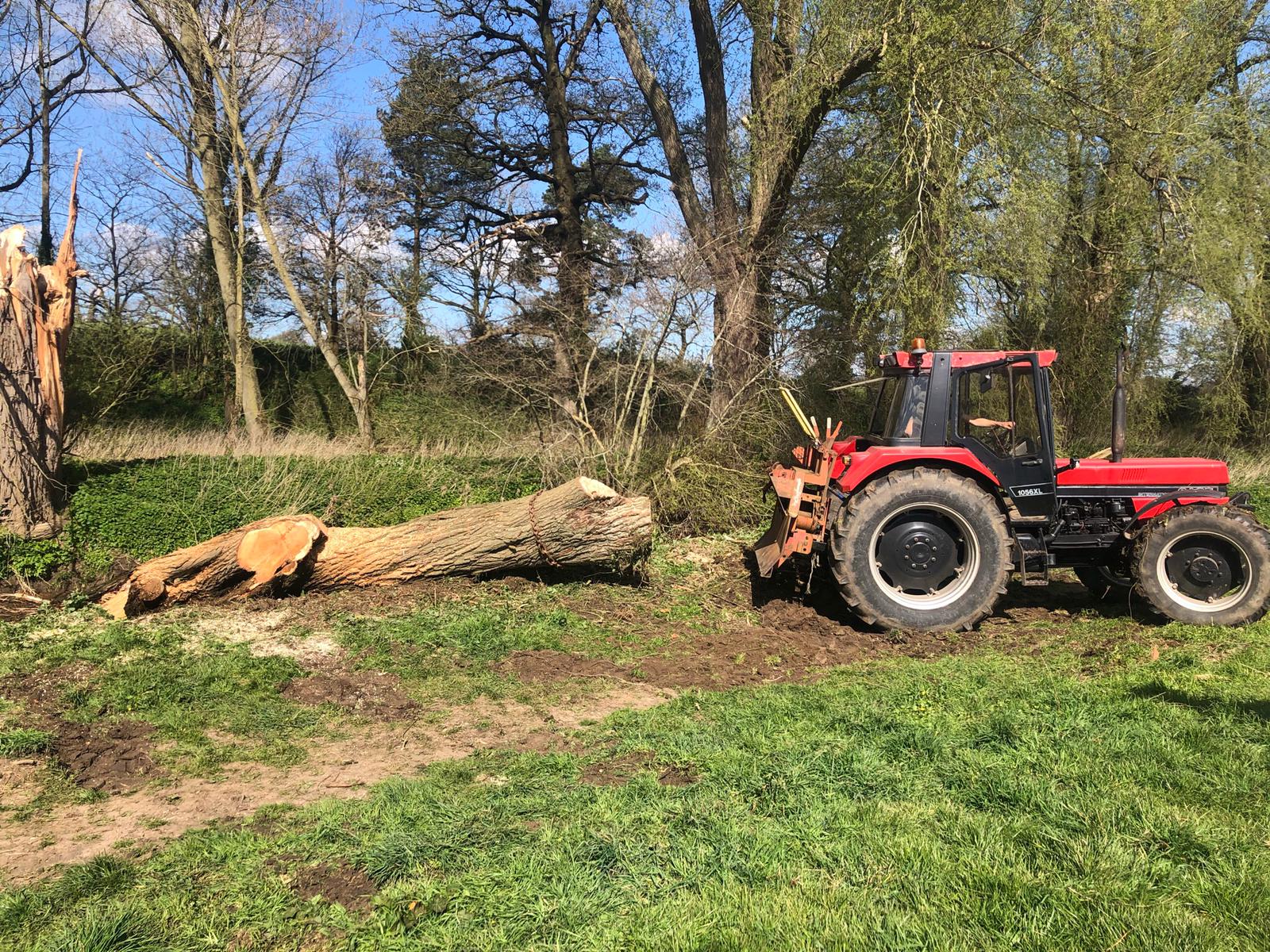 Expert tree surgery and landscaping services