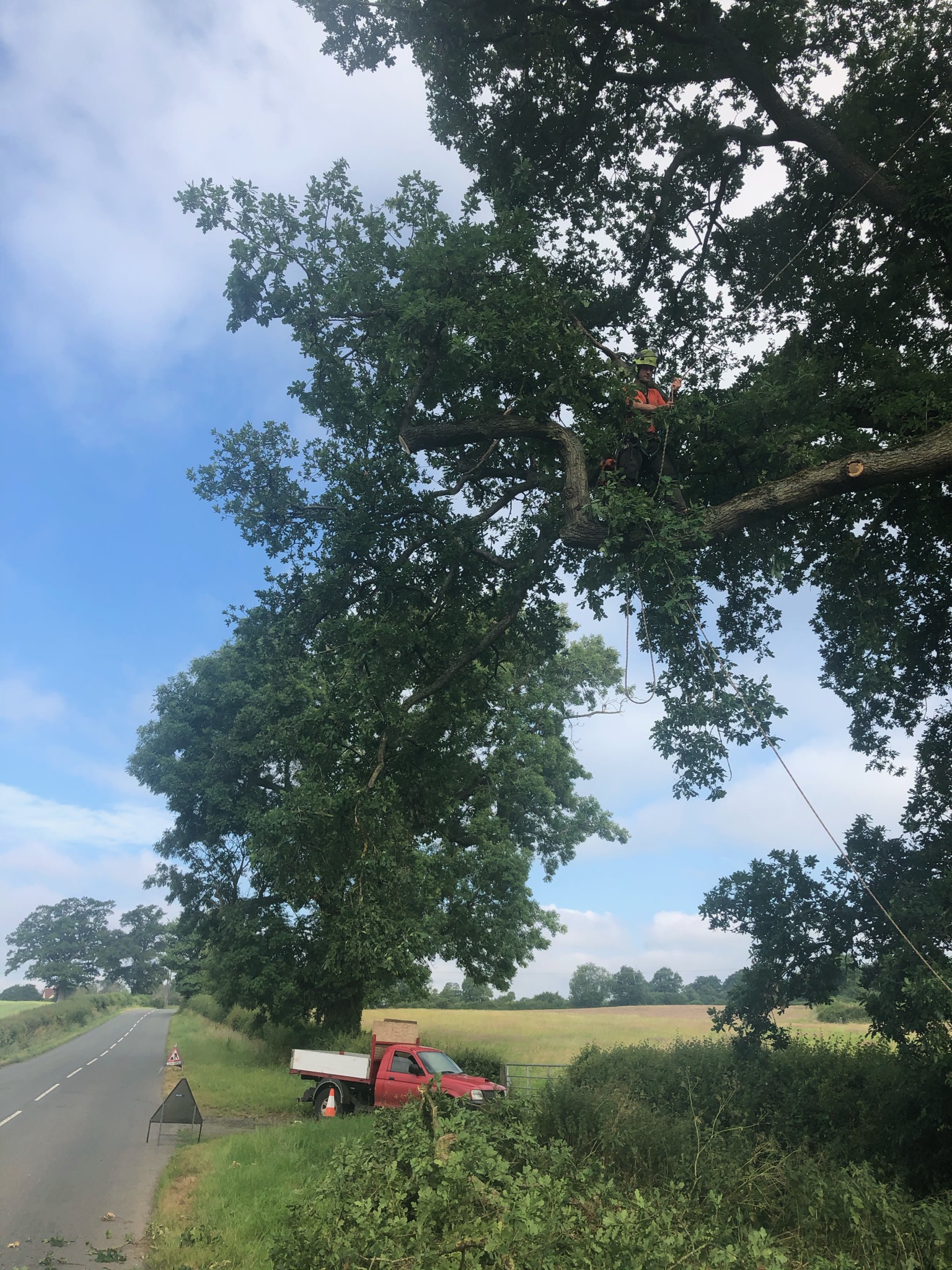 Professional tree surgery and landscaping work by George Harper Trees & Gardens