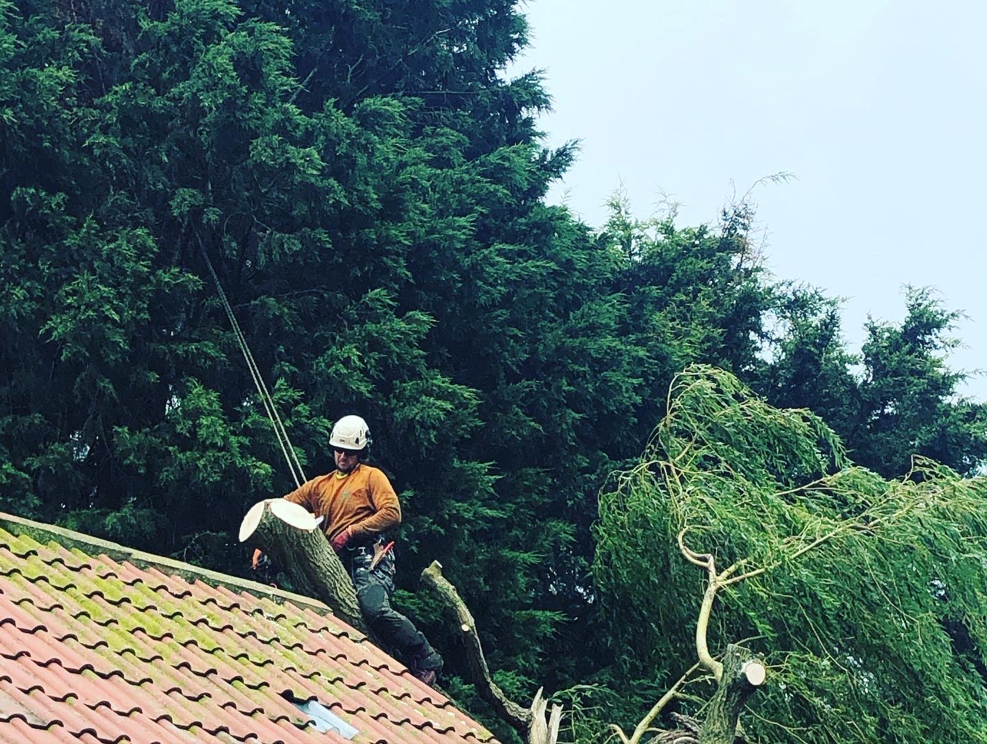 Quality tree care and garden maintenance services