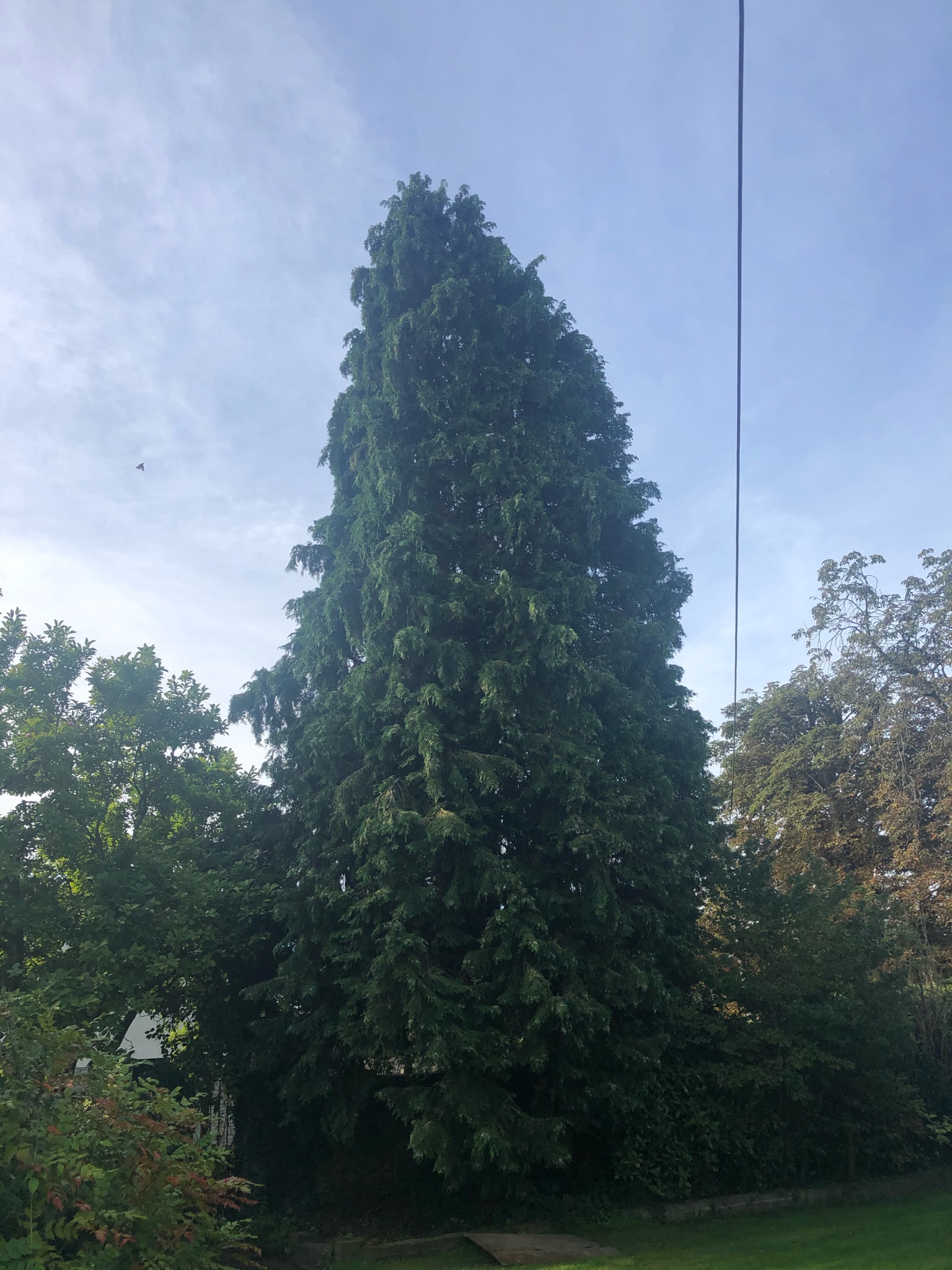 Expert tree work and landscaping in Nailsworth area