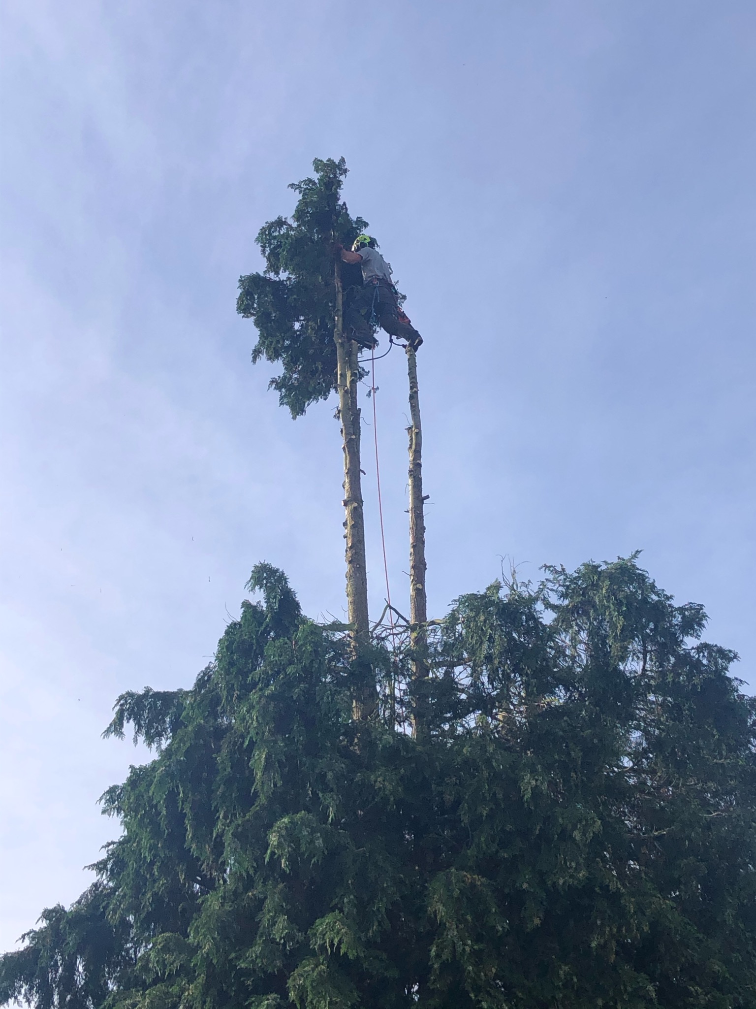 Professional garden services and tree maintenance