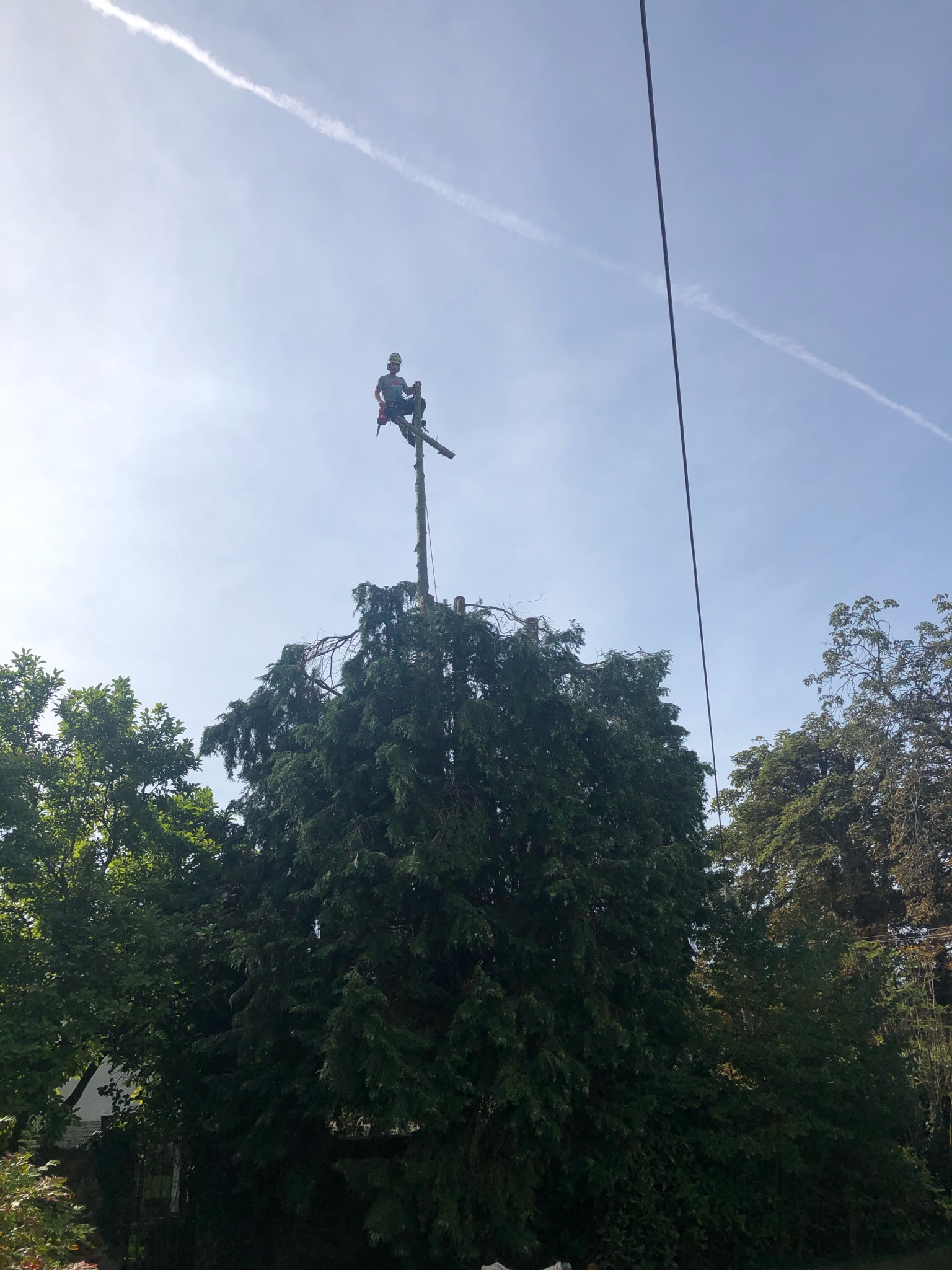 Skilled tree surgery and ground maintenance work